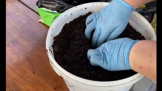 Голубика. Размножение