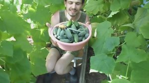 ЦАРСКИЙ ОБЖОР НА ОГУРЦЫ ИЗУМРУДНАЯ РОССЫПЬ