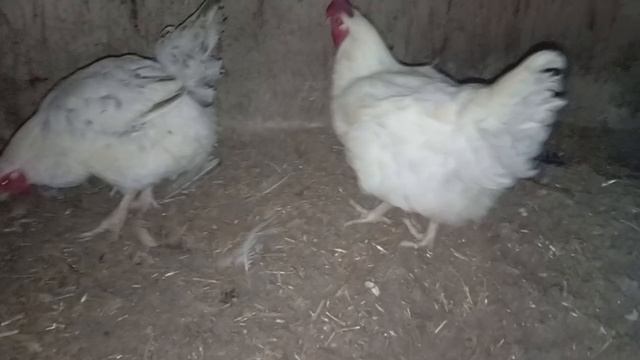 Взвешивание годовалых кур МАСТЕР ГРЕЙ. Как выглядят цыплята в суточном и полуторамесячном возрасте смотреть онлайн