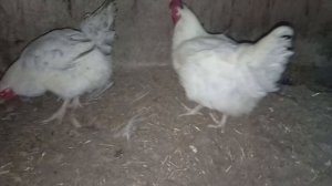 Взвешивание годовалых кур МАСТЕР ГРЕЙ. Как выглядят цыплята в суточном и полуторамесячном возрасте