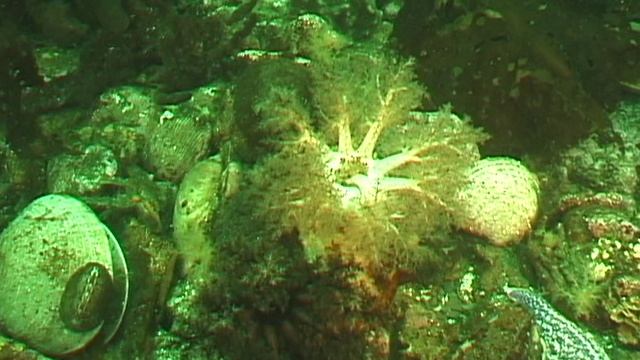 Курилы. Видео подводное зелёное_34.21