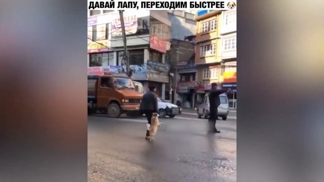 ПРИКОЛЫ С ЖИВОТНЫМИ АВГУСТ 2019! 😆 ЛУЧШАЯ ПОДБОРКА ВИДЕО ПРИКОЛОВ! 🐬 смотреть онлайн