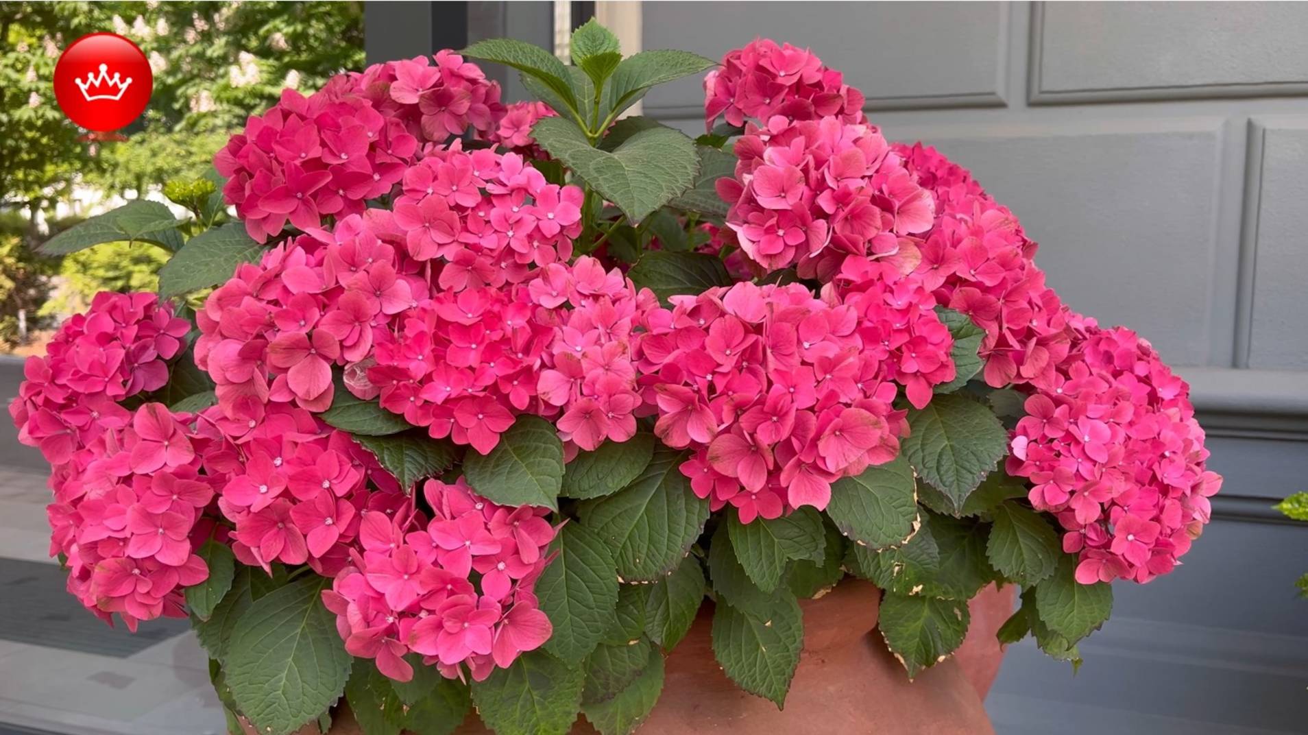 🎈2025 май Краснодар. смотреть онлайн