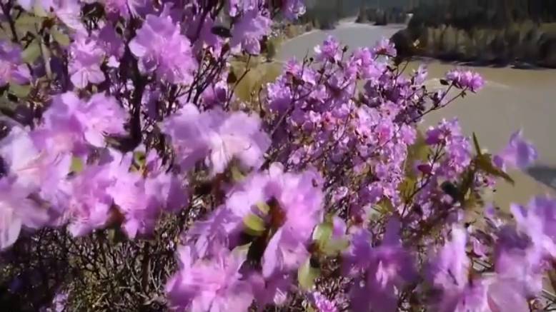 ОБЩИНА МАЙТРЕЙИ. смотреть онлайн