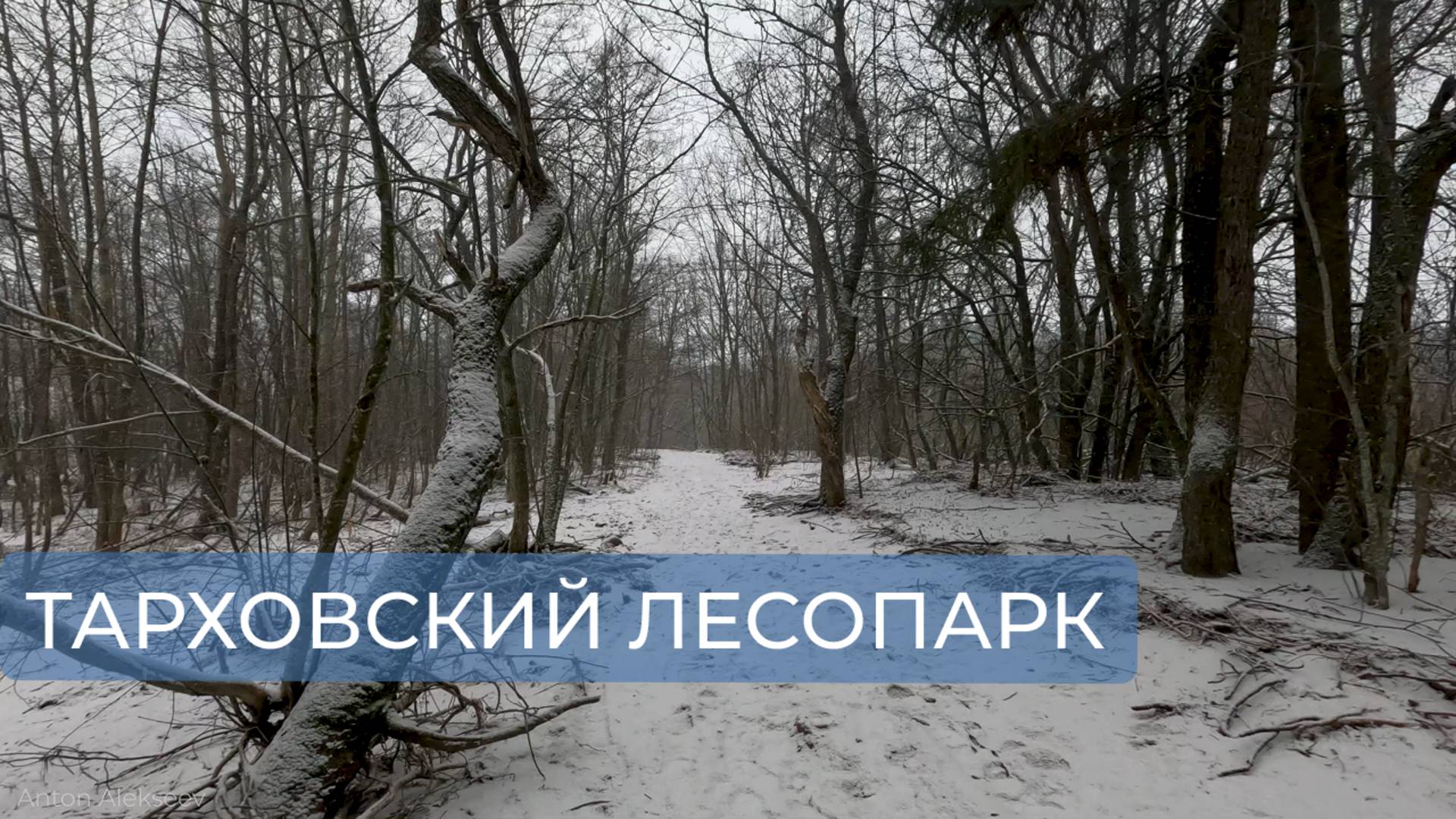 Тарховский лесопарк. Сестрорецк. Санкт-Петербург (зима)