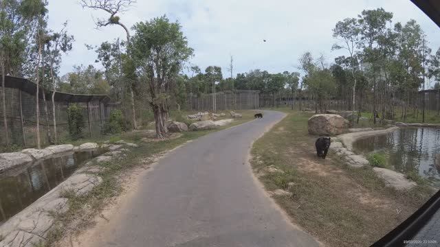 Медведи в Винперл Фукуок сафари парк (Vinpearl Safari Phu Quoc)