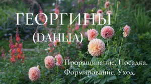 ГЕОРГИНЫ (DAHLIA). ПРОРАЩИВАНИЕ. ПОСАДКА. ФОРМИРОВАНИЕ. УХОД