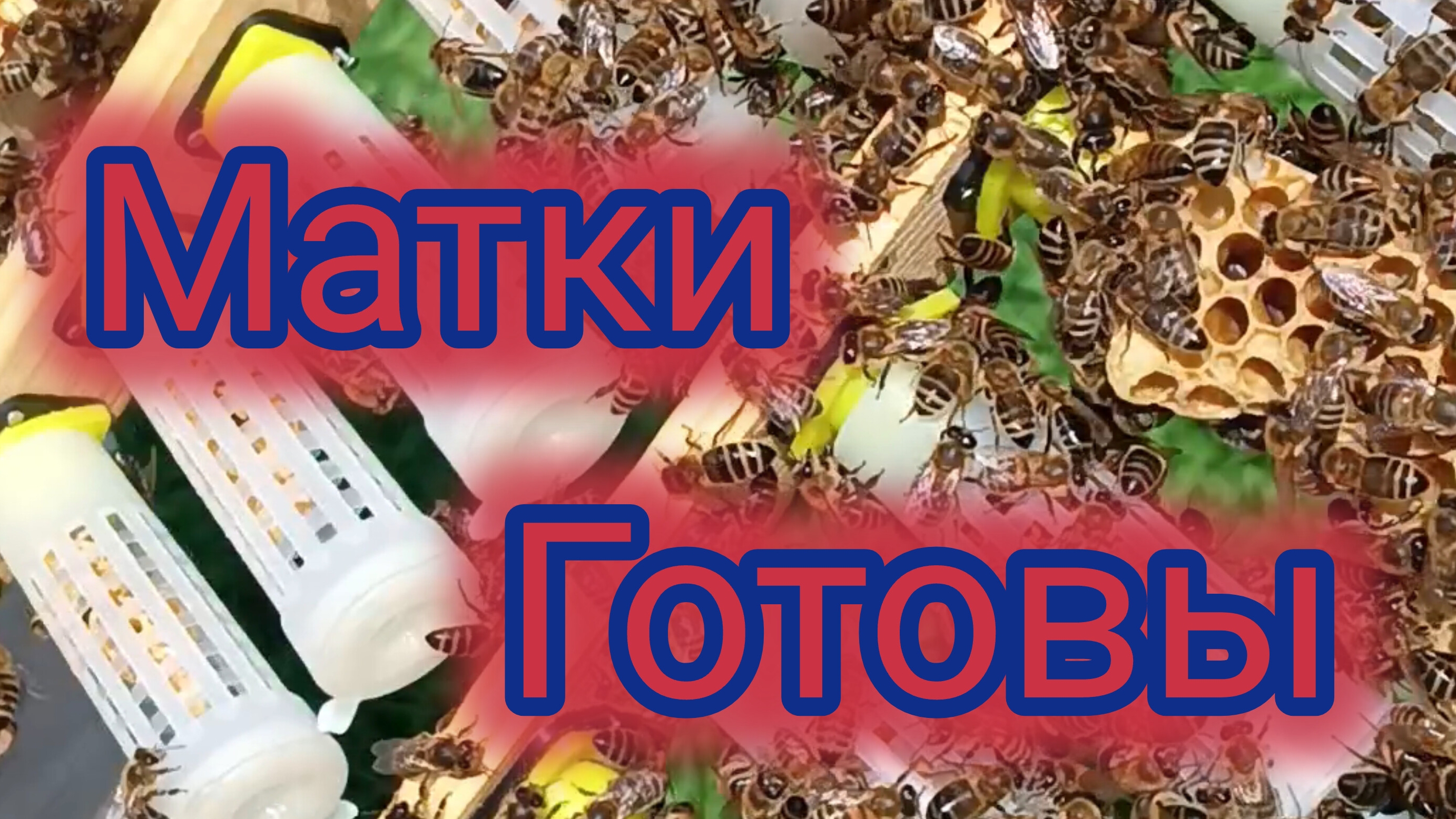 Матки готовы 🐝 смотреть онлайн
