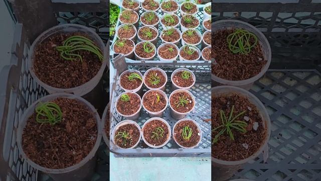 Рассаживаю сеянцы кедра. смотреть онлайн