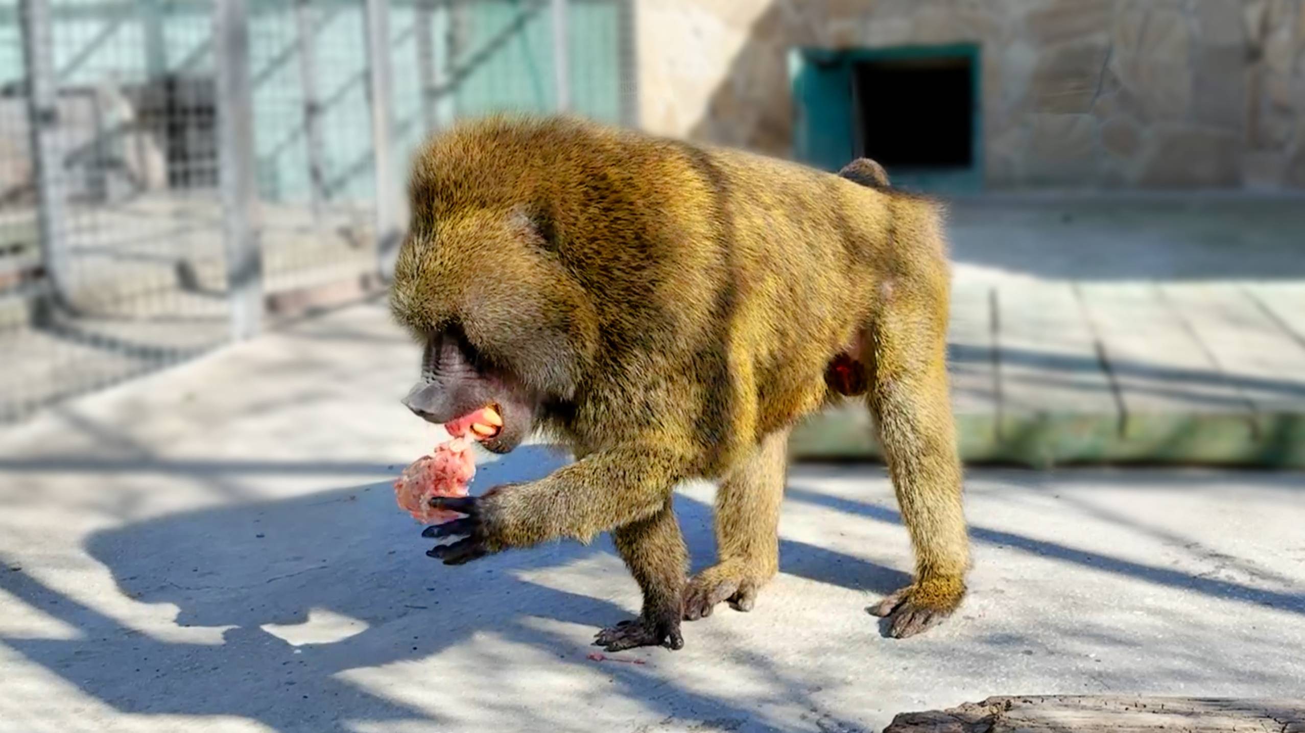 Рокки - обезьяна-медведь, аж прогнулся от удовольствия! Почему мы не снимаем других животных? смотреть онлайн