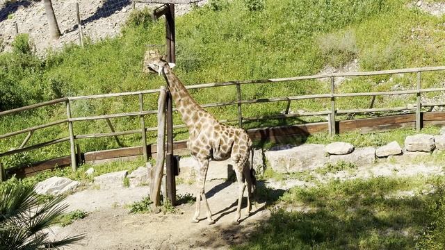 Шоу птиц, слон, львы, жираф и просто красивая территория испанского сафари-парка Selwo Aventura смотреть онлайн