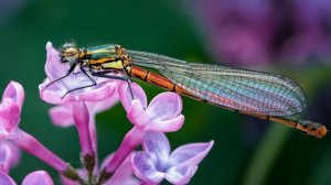 Звуки Стрекозы. Звук Крыльев Стрекозы в Полете