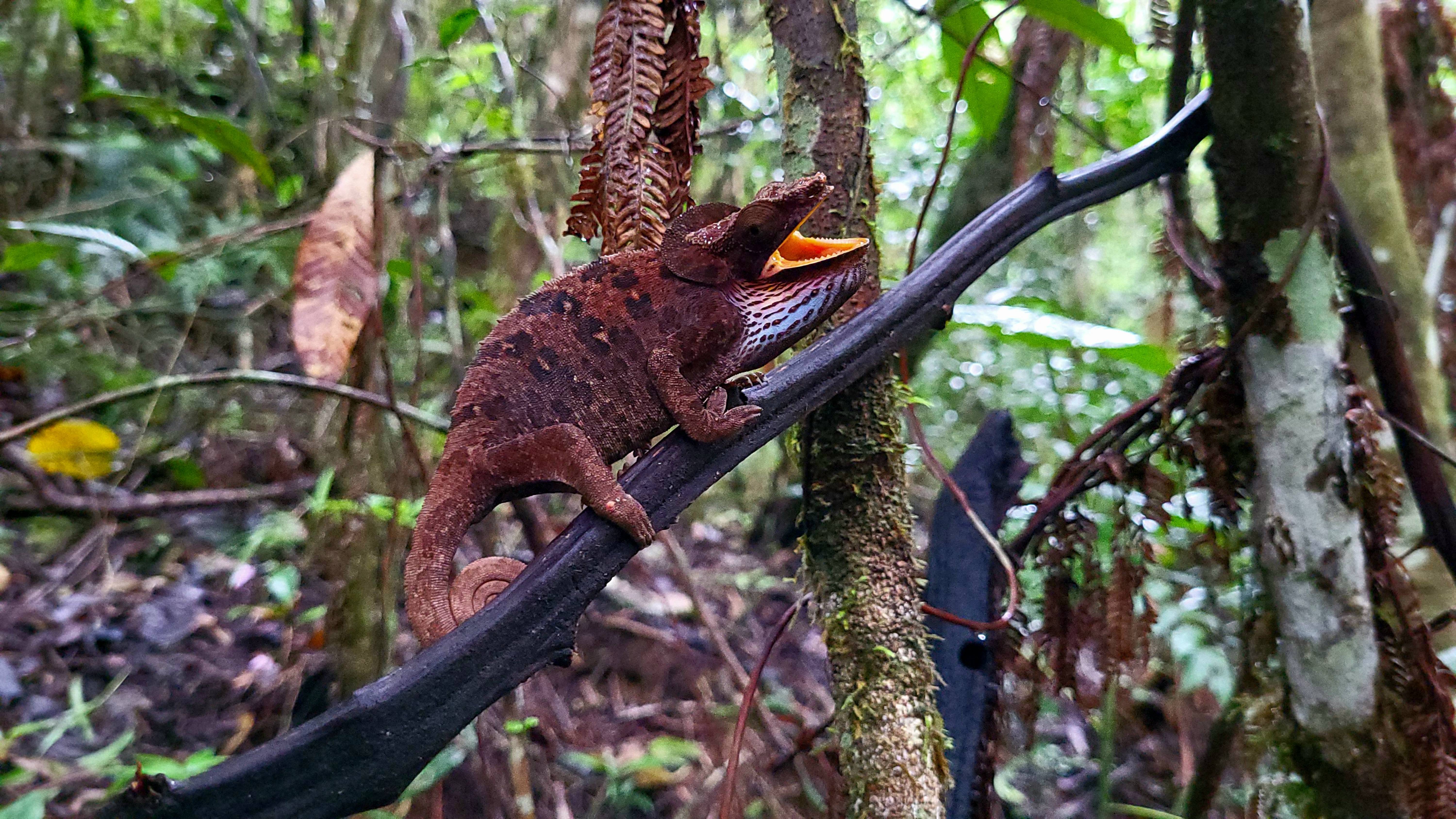 Дикий Мадагаскар. Самка зеленоухого хамелеона Мальте смотреть онлайн