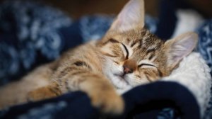 Котосессия