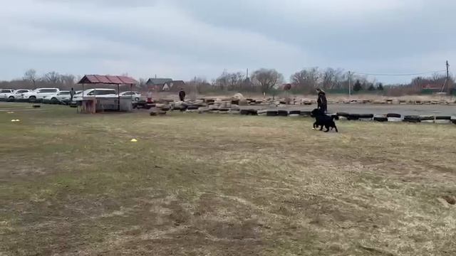 1.  выражено/пож GOLDENE BIENENSTOCK BONOPART (Леге Артис Руслан – Goldene Bienenstock Vanilla)