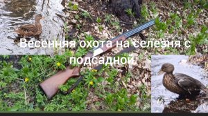 Весенняя охота на селезня с подсадной уткой.