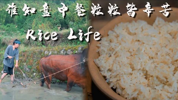 Rice Life: Who Knows That Every Grain on the Dining Table Comes from the Hard Work
