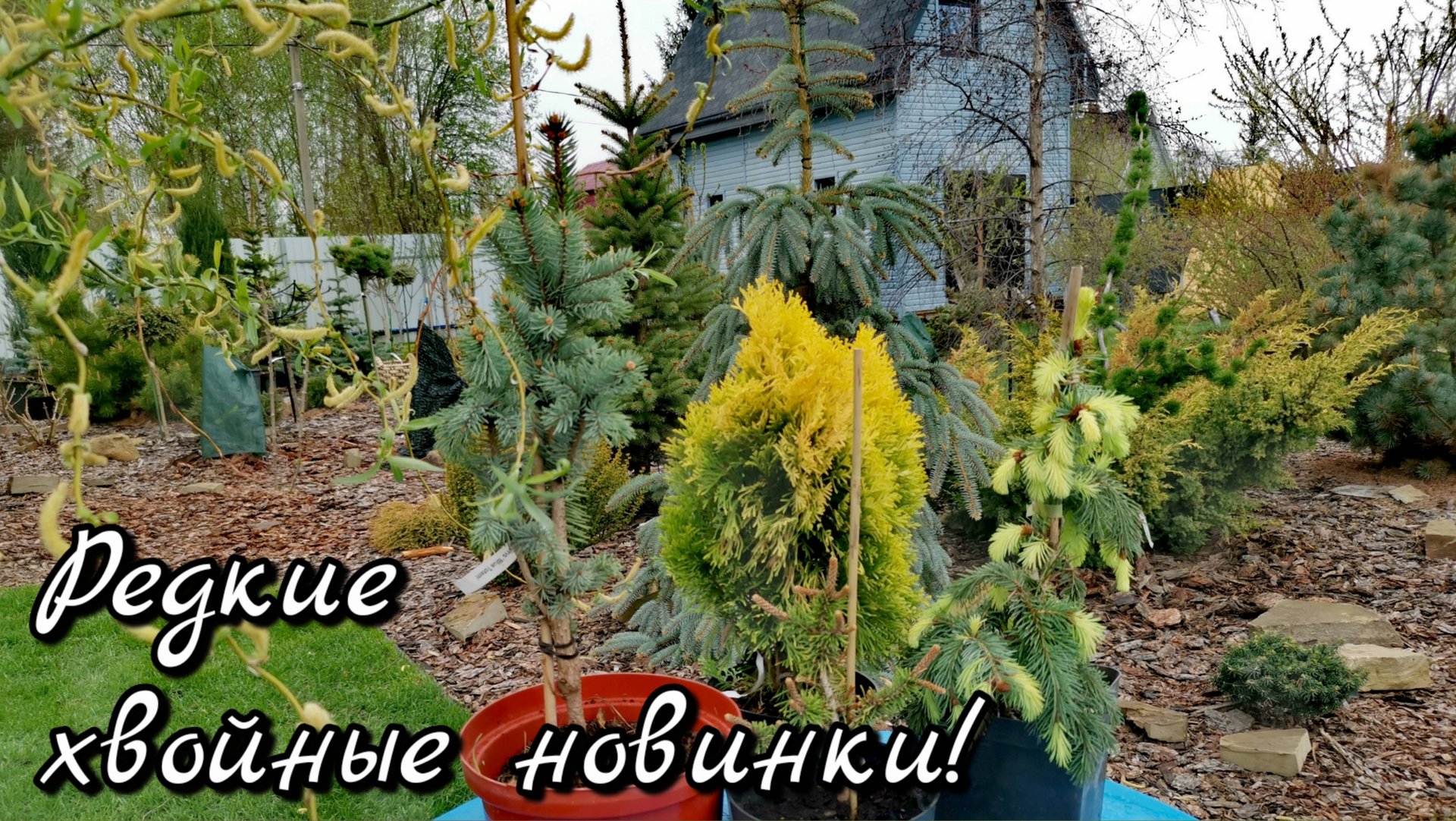 Редкие хвойные НОВИНКИ из ин-т магазина "Тайга"🔥🌲🤩 4 мая 2025г смотреть онлайн