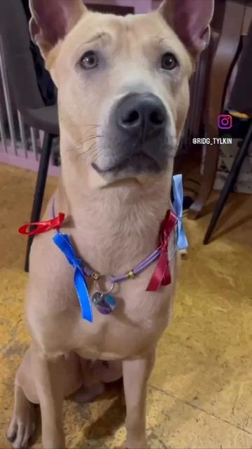 Мама хочет внуков, тем временем я .... ) смотреть онлайн