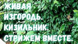 Кизильник блестящий. Живая изгородь.
