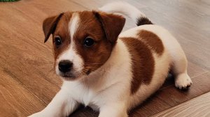 Джек-рассел-терьер, Иллюзия