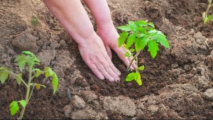 КАК САЖАТЬ ПОМИДОРЫ В ОТКРЫТЫЙ ГРУНТ РАССАДОЙ