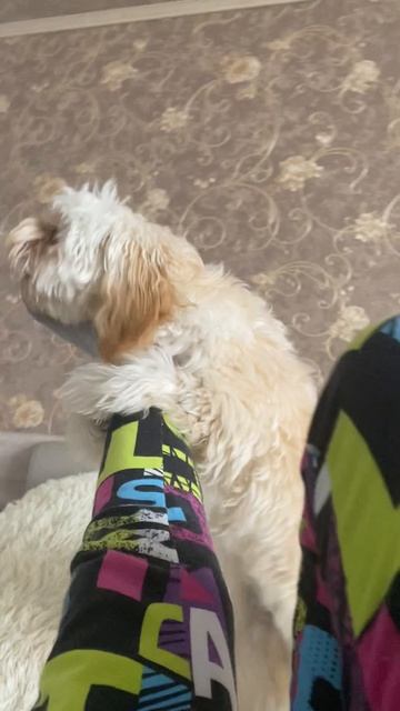 Мальтипу #танцующая собака #собачка Мия # играемся с Мийкой❤️