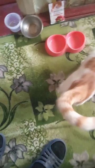 Кошачий корм Сладкая жизнь смотреть онлайн