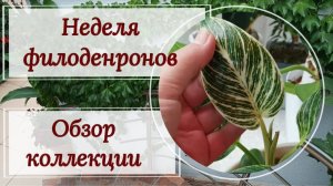 Неделя филодендронов. Любимые растения, обзор коллекции.