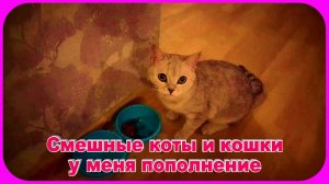 Смешные Коты и кошки  мои гости