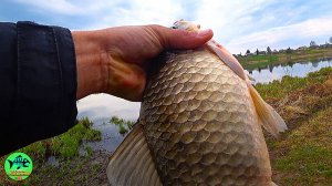 ПОЧЕМУ Я РАНЬШЕ ТАК НЕ ЛОВИЛ? Здоровые КАРАСИ на ФИДЕР.