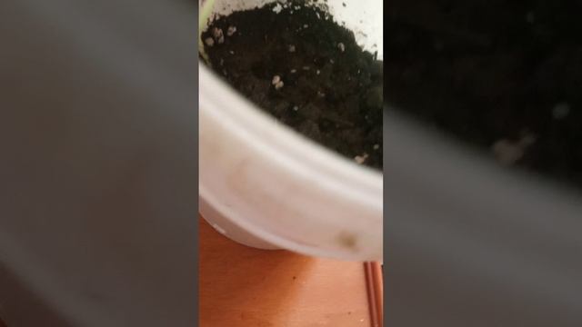 Семена огурцов Малыши-карандаши и Купидон от Поиска смотреть онлайн