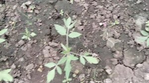 Посев капусты поздней и редиса 03.05.25.