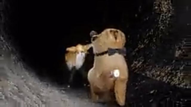 лаборатория хренобуса смотреть онлайн