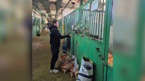 Инцидент с избиением лошади в нижегородской конно-спортивной школе: причины и последствия 12+