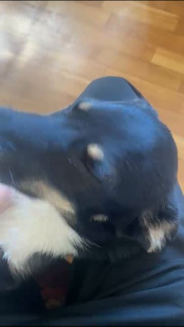 Привет от нашей Бейби из другого города.