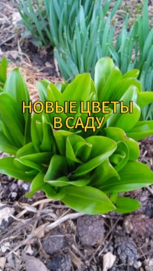 Мои новые цветочки в саду #цветы #садидача #весна