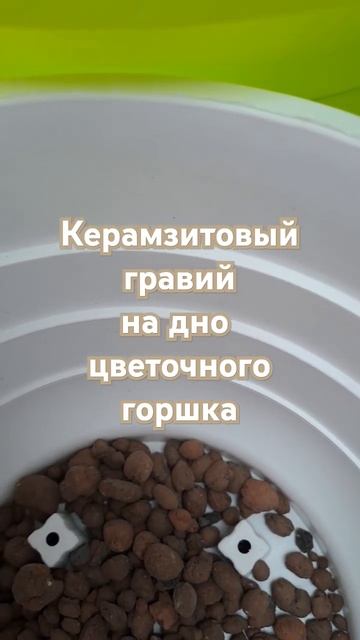 Для оттока излишков влаги я использую керамзитовый гр смотреть онлайн
