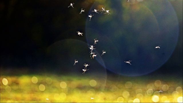 Звук Летающих Мошек в Поле Летом. Звук Жужжания Мошек