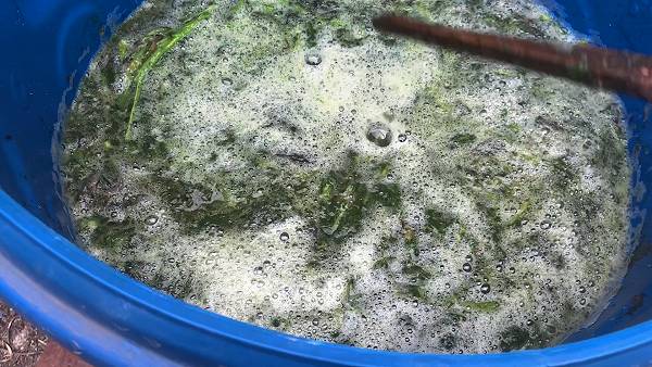 Как приготовить ЗЕЛЕНОЕ УДОБРЕНИЕ.