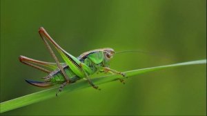 Звук Кузнечика. Кузнечик Стрекочет. Какой Звук Издает Кузнечик