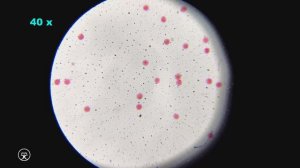 Кукурузная пыльца под микроскопом 🔬 4K