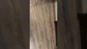 Смешное видео с котом!