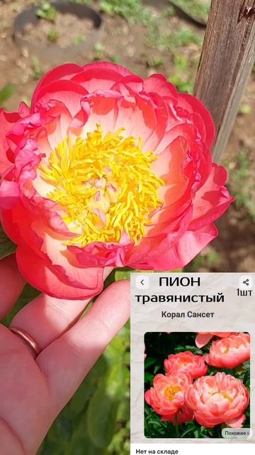 пион коралл сансет зацвел через год посадки