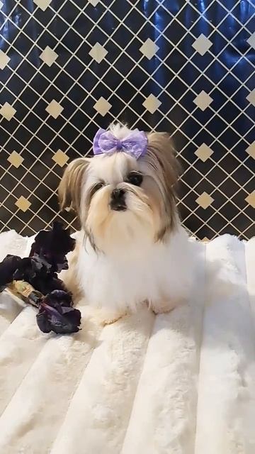Дівчинка ши-тцу для продажу/shihtzu girl for sale #шитцу #shihtzu #kingdomisinroksolanakh смотреть онлайн