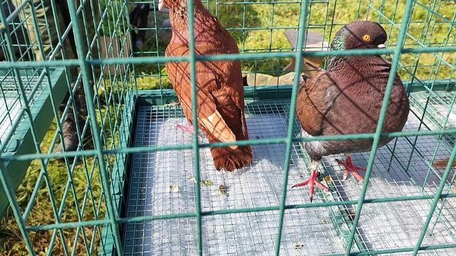 4.05.2025г Ярмарка Усть-Лаба ч.4 смотреть онлайн