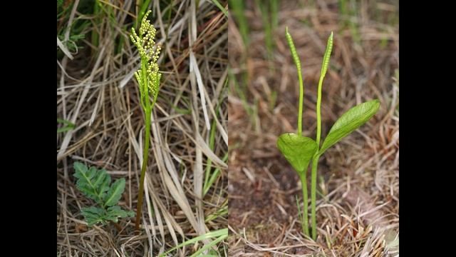 3.1. Часть 2. Охрана растительного мира