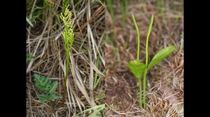 3.1. Часть 2. Охрана растительного мира