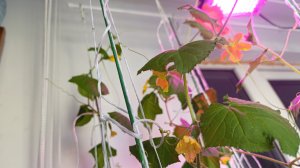 Огурцы на балконе. Что-то пошло не так! разбираем ошибки.