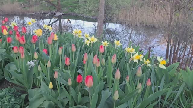 С праздником ,мои хорошие! Мой огород.Весна!!! смотреть онлайн